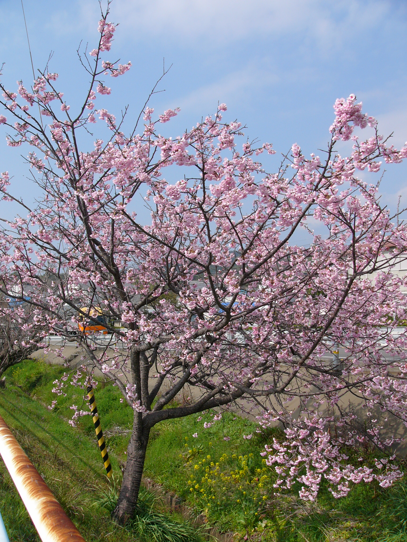 sakura.JPG