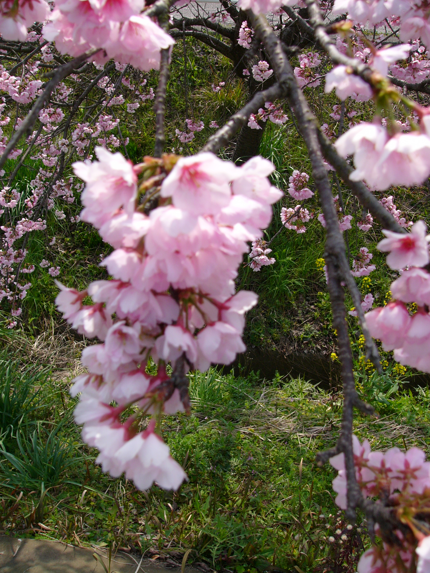 sakurasakura.JPG